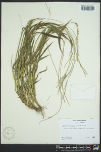 Eriochloa lemmonii image