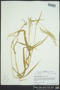 Eriochloa acuminata image