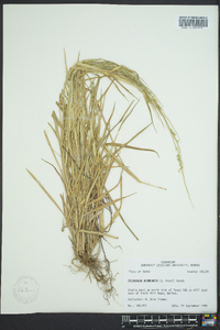 Eriochloa acuminata image