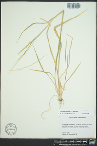 Eriochloa contracta image