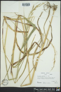 Eriochloa acuminata image