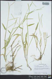 Urochloa platyphylla image