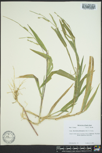 Urochloa plantaginea image