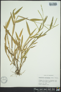 Urochloa plantaginea image