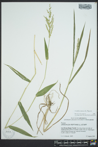 Urochloa ramosa image