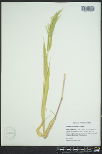 Brachiaria ramosa image
