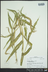 Brachiaria ramosa image