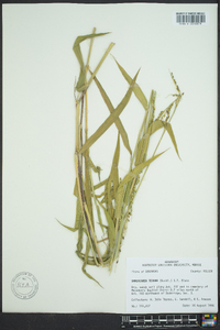 Urochloa texana image