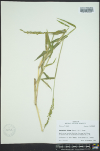 Urochloa texana image