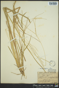 Axonopus fissifolius image