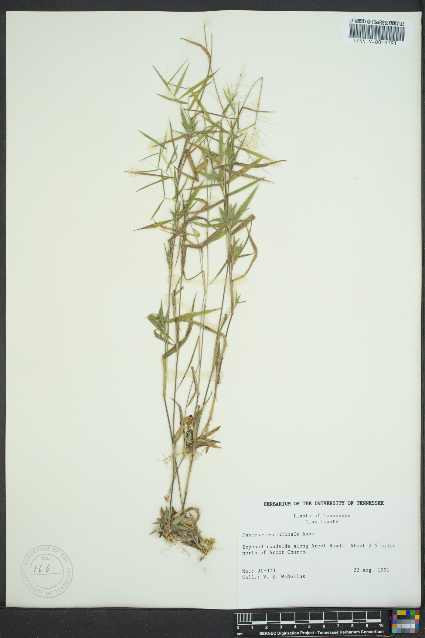 Dichanthelium meridionale image