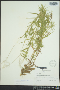 Dichanthelium acuminatum subsp. lindheimeri image