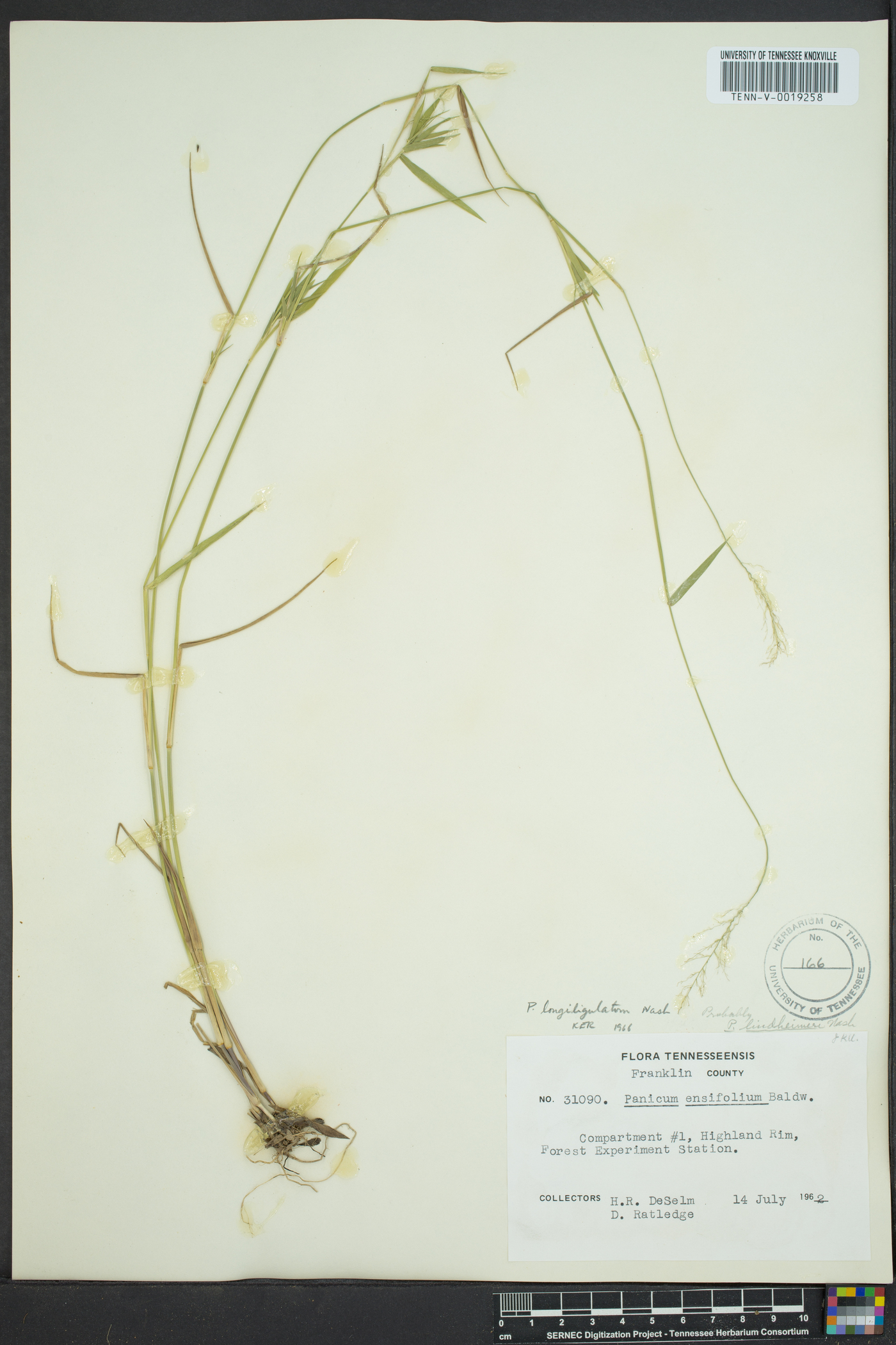 Dichanthelium acuminatum subsp. lindheimeri image