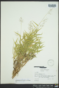 Dichanthelium acuminatum subsp. lindheimeri image