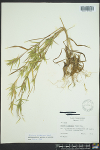 Dichanthelium acuminatum subsp. lindheimeri image