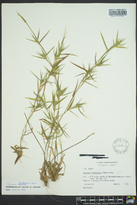 Dichanthelium acuminatum subsp. lindheimeri image