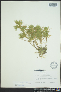 Dichanthelium acuminatum subsp. lindheimeri image