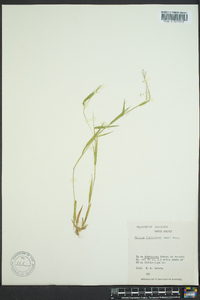 Dichanthelium acuminatum subsp. lindheimeri image