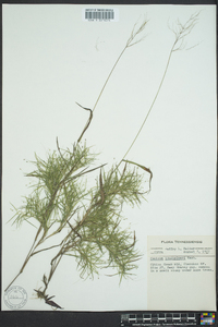 Dichanthelium acuminatum subsp. lindheimeri image