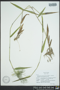 Dichanthelium acuminatum subsp. lindheimeri image