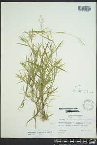 Dichanthelium acuminatum subsp. lindheimeri image