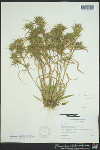 Dichanthelium acuminatum subsp. lindheimeri image