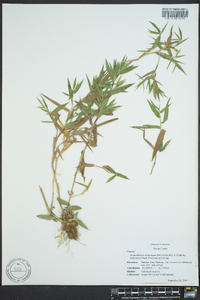 Dichanthelium acuminatum subsp. lindheimeri image