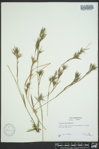 Dichanthelium acuminatum subsp. longiligulatum image