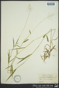 Dichanthelium acuminatum subsp. longiligulatum image