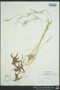 Dichanthelium acuminatum subsp. longiligulatum image