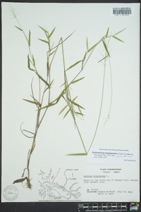 Dichanthelium acuminatum subsp. longiligulatum image