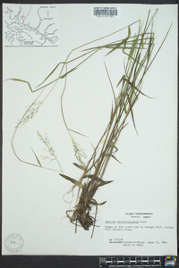 Dichanthelium acuminatum subsp. longiligulatum image