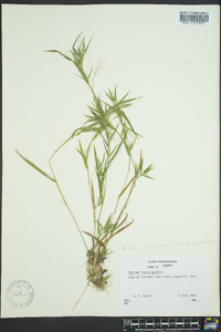 Dichanthelium acuminatum subsp. longiligulatum image