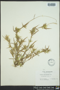 Dichanthelium acuminatum subsp. longiligulatum image