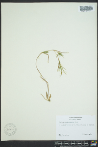 Dichanthelium acuminatum subsp. longiligulatum image