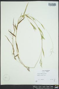 Dichanthelium acuminatum subsp. longiligulatum image