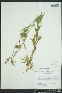 Dichanthelium acuminatum subsp. longiligulatum image