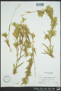 Dichanthelium acuminatum subsp. longiligulatum image