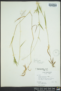 Dichanthelium acuminatum subsp. longiligulatum image