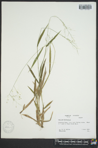 Panicum bicknellii image