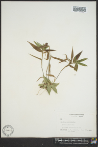 Dichanthelium commutatum subsp. commutatum image