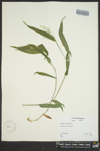 Dichanthelium commutatum subsp. commutatum image