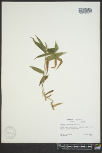 Dichanthelium commutatum subsp. commutatum image