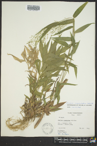 Dichanthelium commutatum subsp. commutatum image