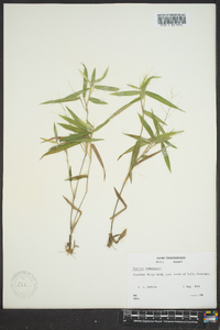 Dichanthelium commutatum subsp. commutatum image