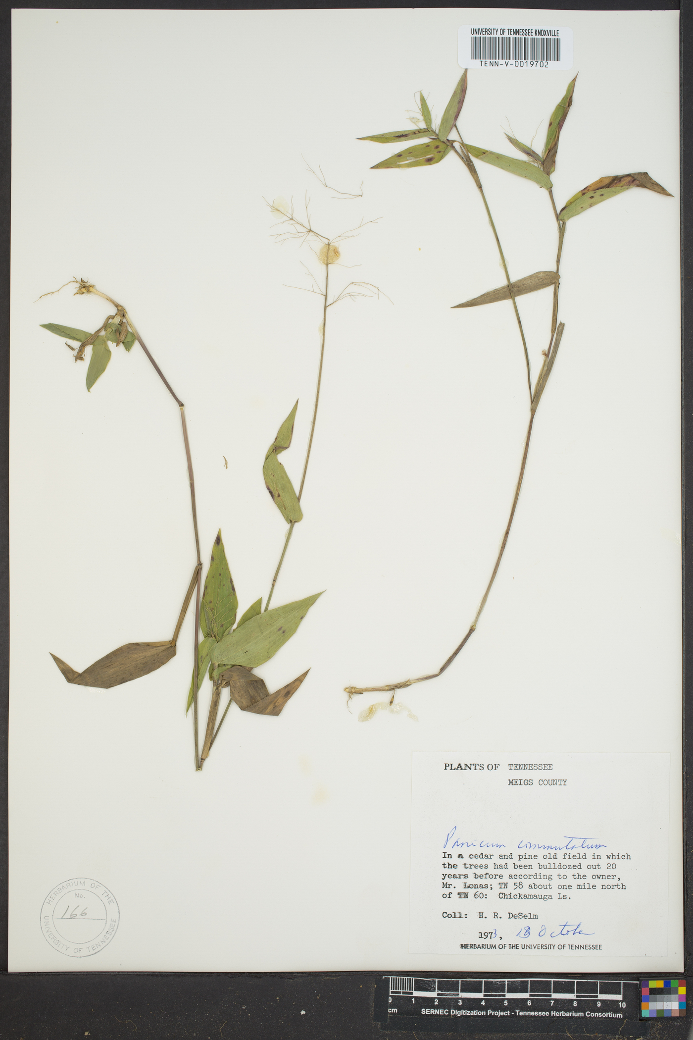 Dichanthelium commutatum subsp. commutatum image