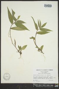 Dichanthelium commutatum subsp. commutatum image