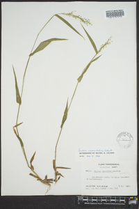 Dichanthelium commutatum subsp. commutatum image