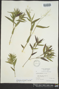 Dichanthelium commutatum subsp. commutatum image