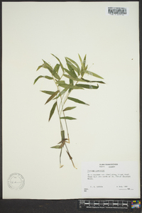 Dichanthelium commutatum subsp. commutatum image